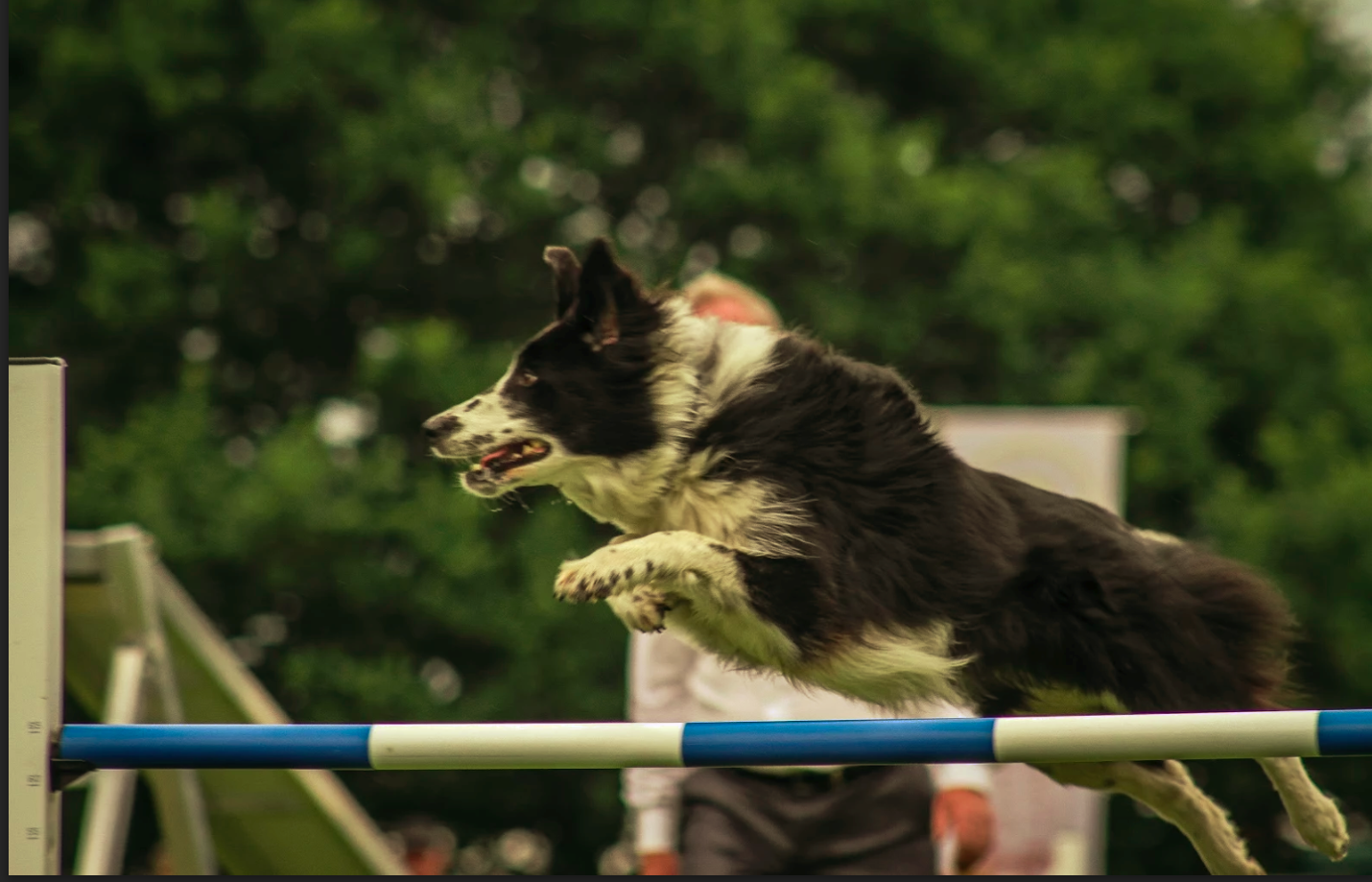 Congratulations on achieving RBiS with Hector at the Gorden Setter Association Shows – sponsored by CSJ