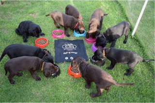 Winners take all the CSJ prizes at South Warwickshire Canine Club July Fun Show