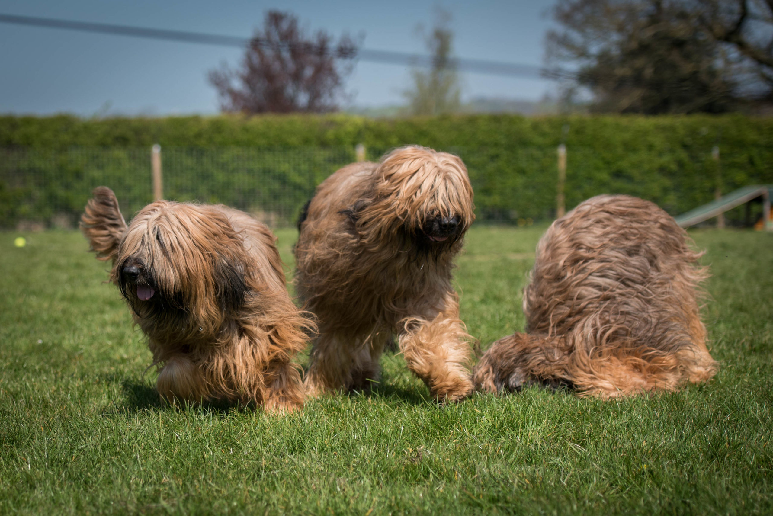 Results and class photos from the Canine Freestyle GB HTM Competition 11-12 September 2021