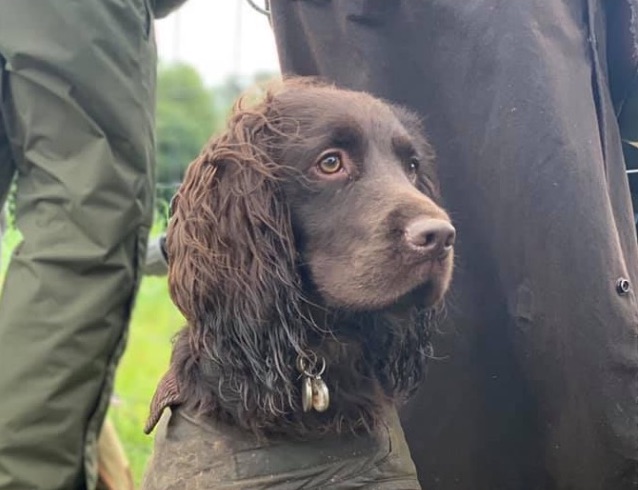 Lynda Cantelo-Jones tests Chester the working cocker spaniel on CP All Rounder with happy results