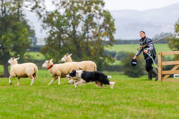 Sheepdogs 20 (1 of 1)_1200