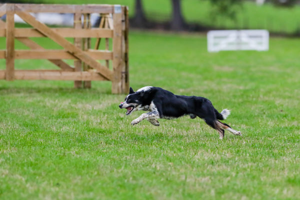 Sheepdogs 40 (1 of 1)_1200