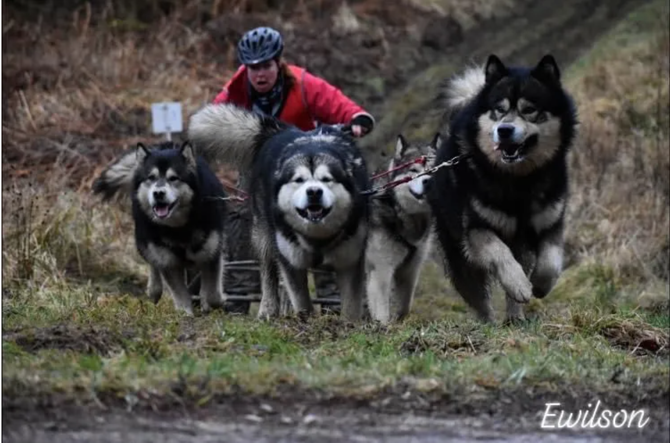 “A big thank you to CSJ for sponsoring our Siberian husky club of Great Britain Dalby rally this weekend’