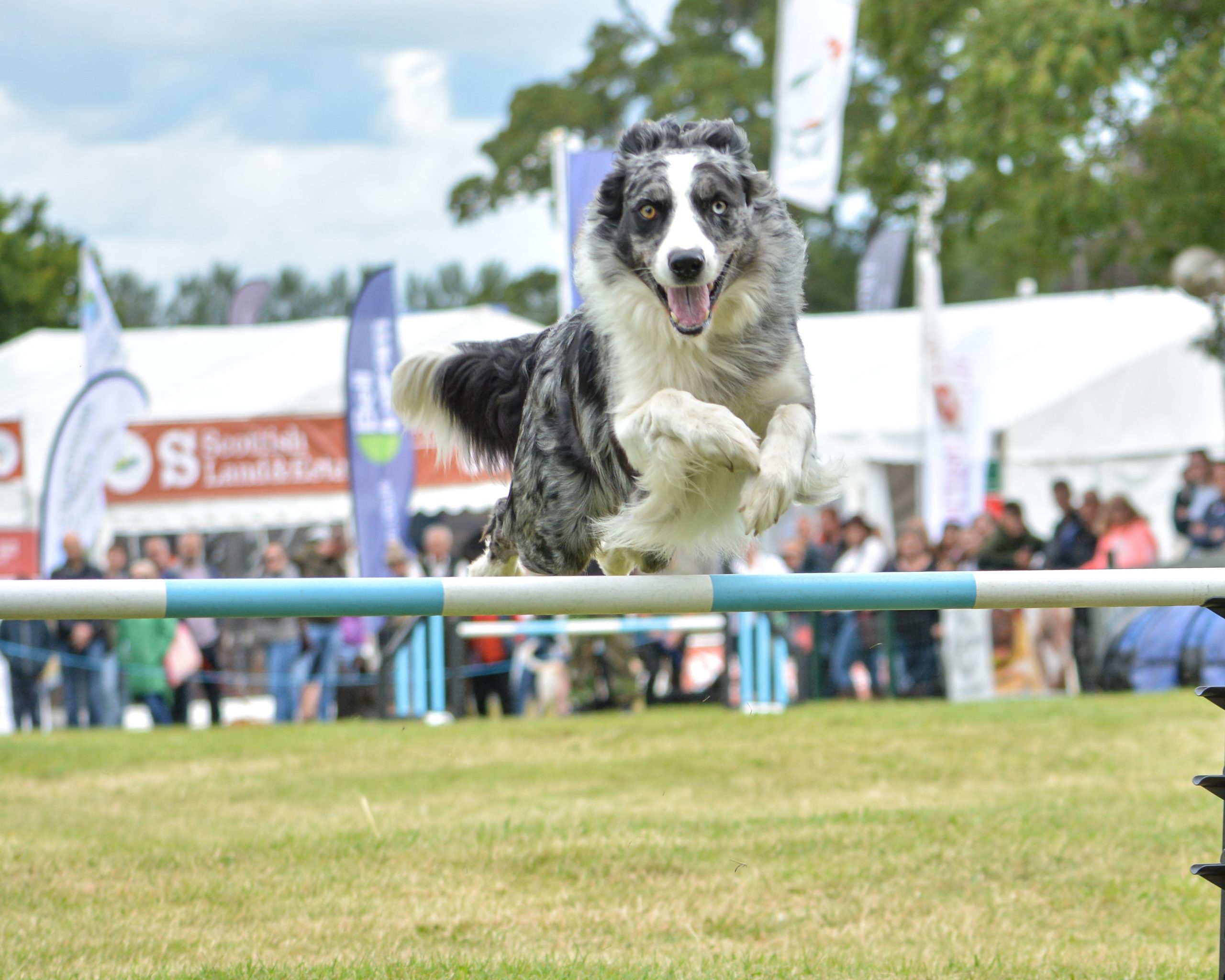 <strong>CSJ Highland Agility Stakes Finals</strong>