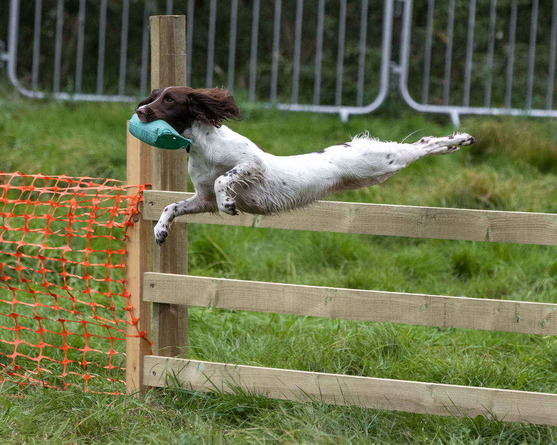 CSJ has worked wonders for Debbie Mould’s gundogs